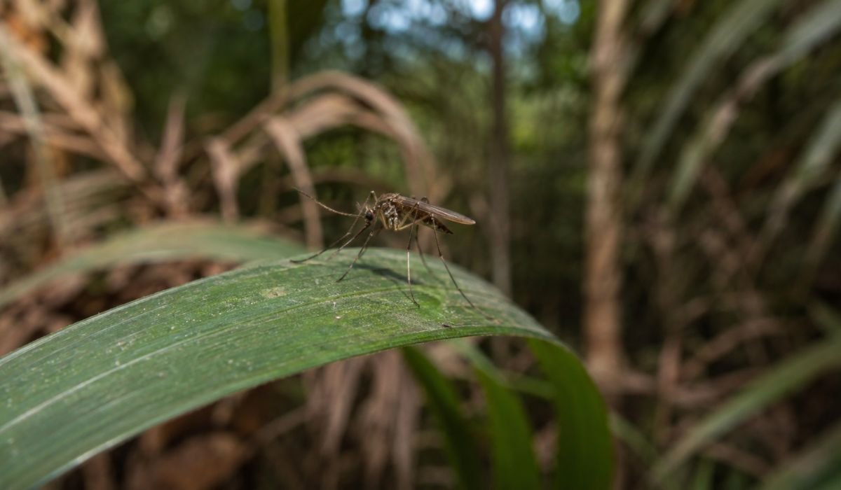 mosquito hoja