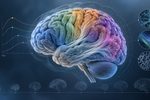 Ilustracion del cerebro y su evolucion