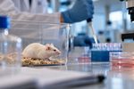 Raton blanco en laboratorio de investigacion